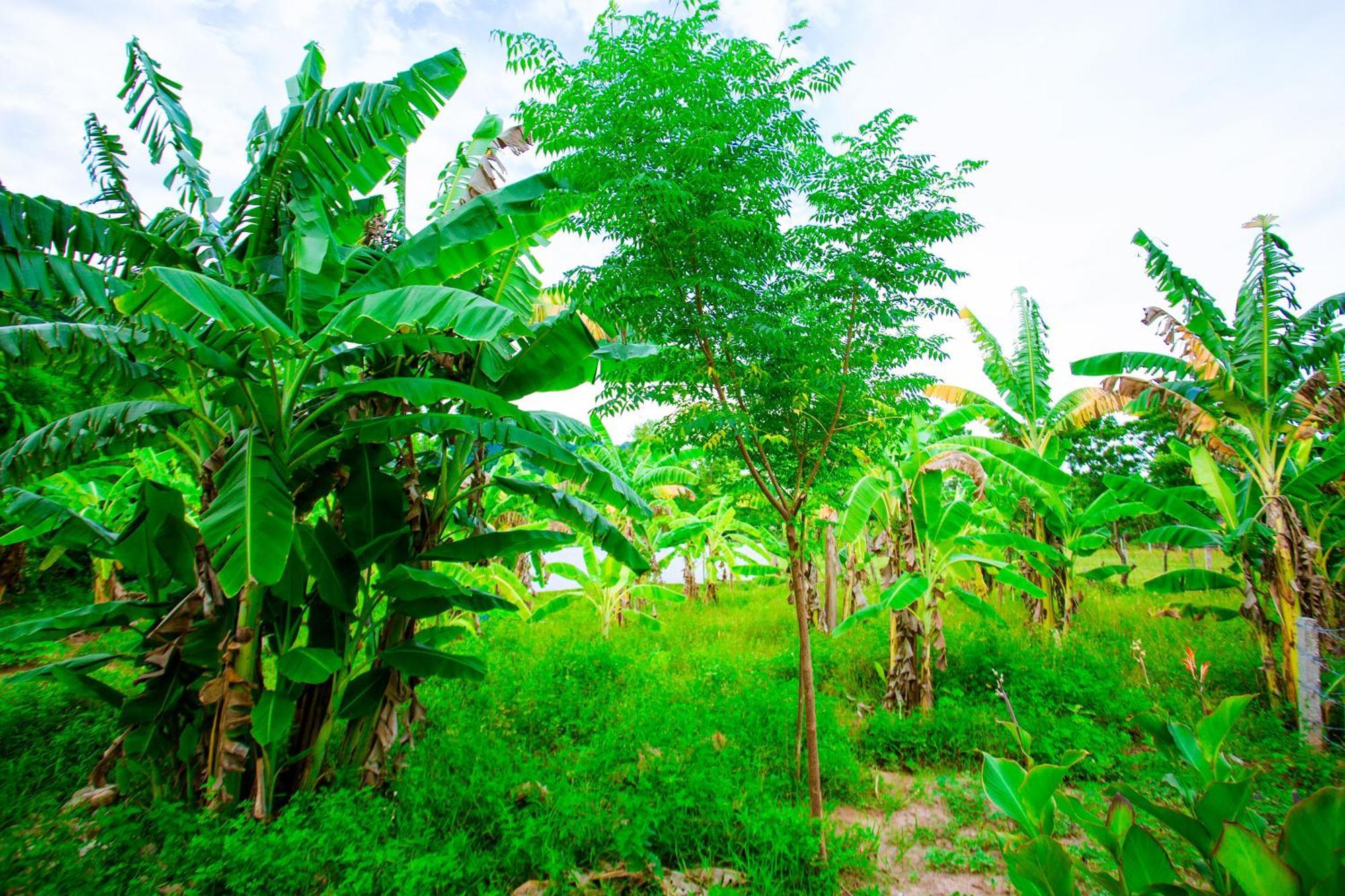 Phong Nha A Little Leaf Homestay Zewnętrze zdjęcie